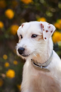 Photo №3. Le chiot de race Jack Russell Terrier est en vente. Fédération de Russie
