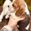 Photo №4. Je vais vendre beagle en ville de Leipzig. annonce privée - prix - 360€