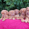 Photo №1. dogue de bordeaux - à vendre en ville de Berlin | 284€ | Annonce №70909