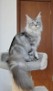 Photo №1. maine coon - à vendre en ville de Ливерпуль | négocié | Annonce № 112464