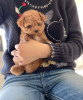 Photo №3. Chiots Champion Toy Poodle avec pedigree disponibles maintenant pour les maisons. Allemagne