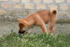 Photo №1. shiba - à vendre en ville de Bačka Topola | négocié | Annonce №58788