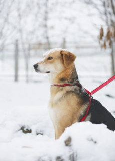 Photo №4. Je vais vendre chien bâtard en ville de Москва. de l'abri - prix - Gratuit