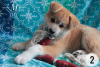 Photo №2 de l'annonce № 7549 de la vente akita (chien) - acheter à Ukraine annonce privée, éleveur