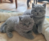 Photo №1. british shorthair - à vendre en ville de Seon | Gratuit | Annonce № 127195