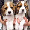 Photo №1. beagle - à vendre en ville de Plovdiv | 400€ | Annonce №94236