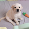 Photo №4. Je vais vendre labrador retriever en ville de Гамбург. annonce privée - prix - 450€