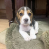 Photo №1. beagle - à vendre en ville de Londres | négocié | Annonce №123500