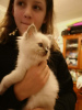 Photo №3. Chatons Ragdoll mâles et femelles disponibles. Australie