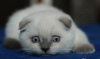 Photo №1. scottish fold - à vendre en ville de Шатура | 279€ | Annonce № 10638