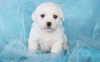 Photo №1. bichon à poil frisé - à vendre en ville de Мёнхенгладбах | 550€ | Annonce №127489