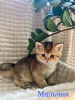 Photo №1. chat chinchilla - à vendre en ville de Истра | négocié | Annonce № 59249