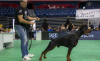 Photos supplémentaires: Chiots DOBERMAN de la plus haute qualité