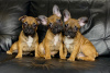 Photo №3. Chiots bouledogue français à vendre. Fédération de Russie