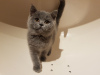 Photo №1. british shorthair - à vendre en ville de Munich | 350€ | Annonce № 118352