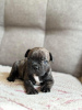 Photo №1. bouledogue - à vendre en ville de Tartu | négocié | Annonce №126503