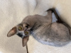 Photos supplémentaires: Lykoi, chatons d'une race rare Lykoi (chat-loup, chat-loup-garou) sont vendus