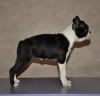 Photos supplémentaires: Chiots boston terrier à vendre