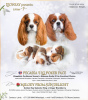 Photo №1. cavalier king charles spaniel - à vendre en ville de Daugavpils | négocié | Annonce №95739