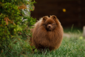 Photos supplémentaires: Spitz allemand marron