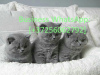 Photo №1. british shorthair - à vendre en ville de Helsinki | 400€ | Annonce № 121113