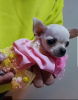 Photo №3. Princesse Mini Chihuahuas. Serbie