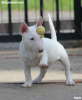 Photos supplémentaires: Chiots Mini Bull Terrier