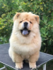 Photos supplémentaires: Chow Chow, de merveilleux chiots