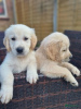 Photo №1. golden retriever - à vendre en ville de Антверпен | Gratuit | Annonce №116292