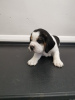 Photo №3. Chiots Beagle en adoption gratuite. Allemagne