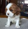 Photo №3. Adorables chiots Cavalier King Charles en adoption gratuite. Allemagne