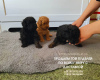 Photo №3. Des mini-chiots caniches jouets mignons et ludiques recherchent une famille. Allemagne