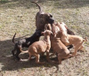 Photo №3. Chiot pit-bull terrier. Fédération de Russie