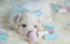 Photos supplémentaires: Chiots Bichon Frison