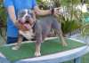 Photo №1. american bully - à vendre en ville de Estepona | 2000€ | Annonce №24271