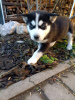 Photo №1. husky de sibérie - à vendre en ville de Tampere | Gratuit | Annonce №98993