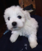 Photo №4. Je vais vendre bichon maltais en ville de Kiev. éleveur - prix - 760€