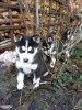 Photo №2 de l'annonce № 98106 de la vente husky de sibérie - acheter à L'Autriche annonce privée