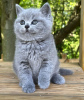 Photo №1. british shorthair - à vendre en ville de Canyon Lake | 300€ | Annonce № 98191