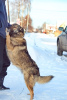 Photo №4. Je vais vendre chien bâtard en ville de Perm. de l'abri - prix - Gratuit