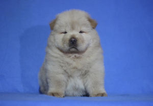 Photos supplémentaires: Chiots chow chow