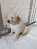 Photo №1. golden retriever - à vendre en ville de Франкфурт-на-Майне | Gratuit | Annonce №104120