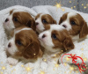 Photo №1. cavalier king charles spaniel - à vendre en ville de Minsk | négocié | Annonce №36948