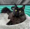 Photo №2 de l'annonce № 127683 de la vente maine coon - acheter à Belgique annonce privée, éleveur