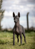 Photos supplémentaires: Chiots Xoloitzcuintle (chien sans poils mexicain)