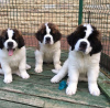 Photo №1. saint-bernard - à vendre en ville de Zagreb | négocié | Annonce №116698