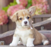 Photos supplémentaires: Chiots corgi gallois