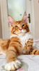 Photos supplémentaires: Magnifique chaton Maine Coon