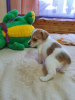 Photo №1. jack russell terrier - à vendre en ville de Krasnoyarsk | 246€ | Annonce №90655