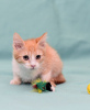 Photos supplémentaires: Chaton Zlata - bébé rouge soleil cherche un foyer !